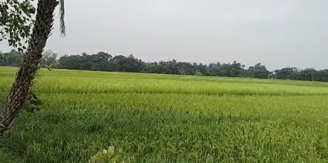 অতিভারী বৃষ্টিতে ধান ও সবজি চাষে ক্ষতির মুখে জয়নগরের চাষিরা