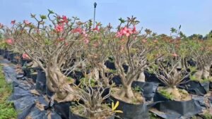 একটি মরু গোলাপ গাছের দাম ১২ লক্ষ 1 একটি মরু গোলাপ গাছের দাম ১২ লক্ষ